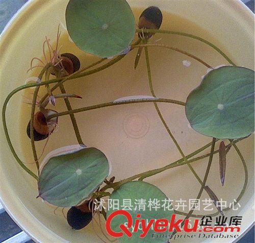 水生花卉 水培植物 碗蓮種子 睡蓮 水生花卉 花卉種子 室內(nèi)小荷花種子