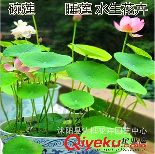 水生花卉 夏季直銷 碗蓮 種苗 觀賞花卉 水生植物 碗蓮根塊 顏色品種齊全