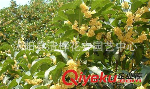桂花 直銷桂花苗 四季桂樹苗 四季桂小苗 四季常青原始圖片2