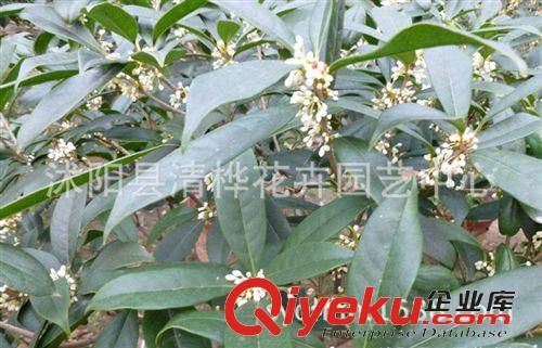 桂花 直銷桂花苗 四季桂樹苗 四季桂小苗 四季常青原始圖片3
