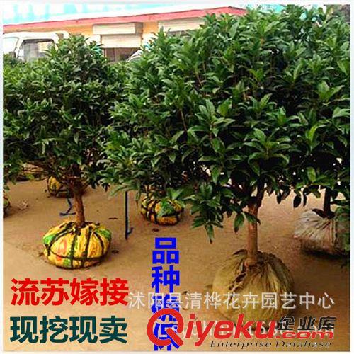 桂花 嫁接桂花樹苗 流蘇嫁接桂 丹桂 朱砂桂 沉香桂 桂花盆栽