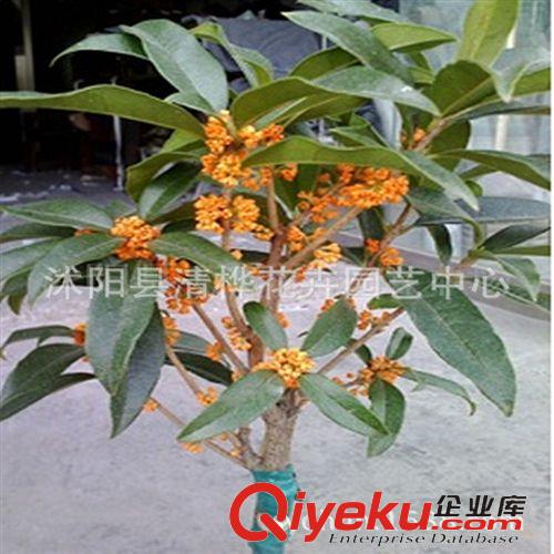 桂花 嫁接桂花樹苗 流蘇嫁接桂 丹桂 朱砂桂 沉香桂 桂花盆栽原始圖片2