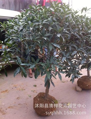 桂花 嫁接桂花樹苗 流蘇嫁接桂 丹桂 朱砂桂 沉香桂 桂花盆栽原始圖片3