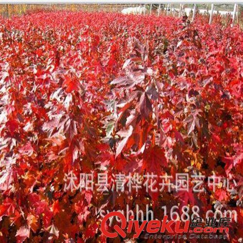 紅楓 中國(guó)嫁接紅楓苗直銷(xiāo) 苗圃苗 葉大紅葉 品質(zhì)保證 行道風(fēng)景樹(shù)批發(fā)