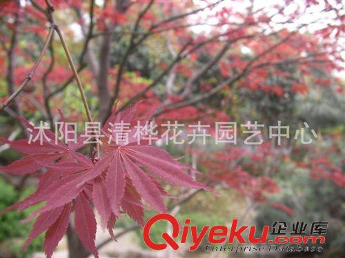 紅楓 中國(guó)嫁接紅楓苗直銷(xiāo) 苗圃苗 葉大紅葉 品質(zhì)保證 行道風(fēng)景樹(shù)批發(fā)