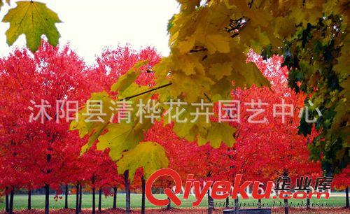 紅楓 直銷美國(guó)紅楓小苗 美國(guó)改良紅楓 北美紅楓 日本紅楓 園林綠化苗木