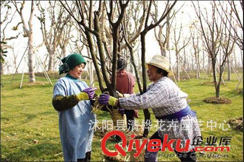 稻草簾 草繩 廠家直銷草繩 干稻草編織草繩子 樹木防寒土球包裝