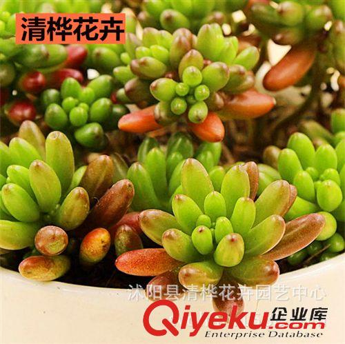 多肉植物 多肉植物【虹之玉】多肉盆栽 懶人植物 室內(nèi)抗輻射 辦公室小盆景