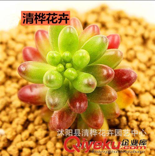 多肉植物 多肉植物【虹之玉】多肉盆栽 懶人植物 室內(nèi)抗輻射 辦公室小盆景