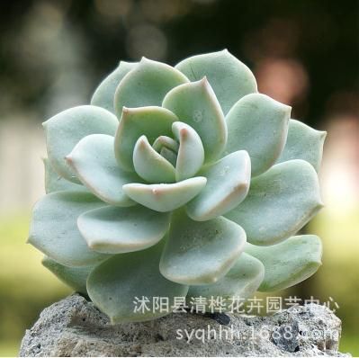 多肉植物 【白牡丹】多肉植物 多肉盆栽景天科防輻射易養(yǎng)護 辦公室小盆景