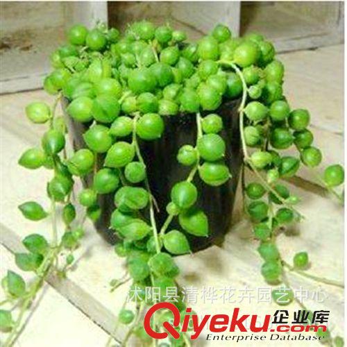 多肉植物 多肉植物  佛珠 珍珠吊蘭 優(yōu)質(zhì)自種 進(jìn)店必買 防輻射多肉盆栽花卉