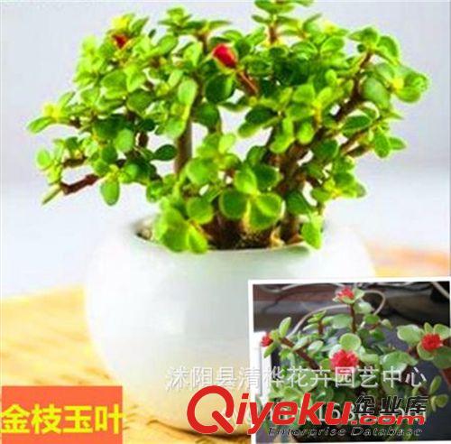 多肉植物 4-6CM 大和錦多肉植物盆栽 韓國進口辦公室內綠植小盆栽花卉盆景