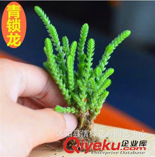 多肉植物 大量批發(fā) 仙人多肉植物 青鎖龍 防輻射 室內(nèi)花卉桌面 盆栽植物