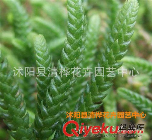 多肉植物 大量批發 仙人多肉植物 青鎖龍 防輻射 室內花卉桌面 盆栽植物