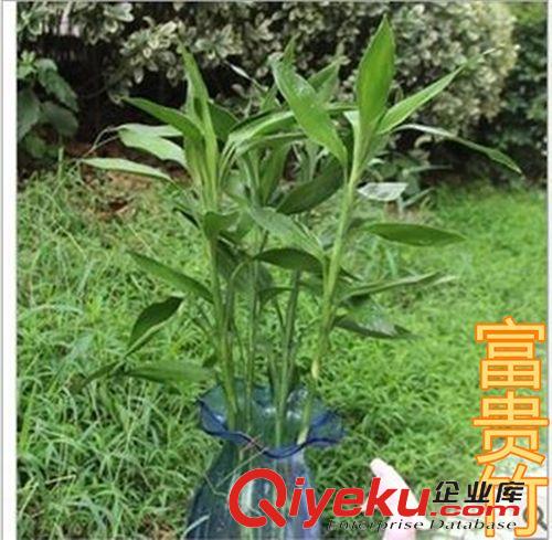 干花 水培植物 大葉富貴竹 轉(zhuǎn)運(yùn)竹 開運(yùn)竹 凈化空氣 好養(yǎng) 彎竹 直竹