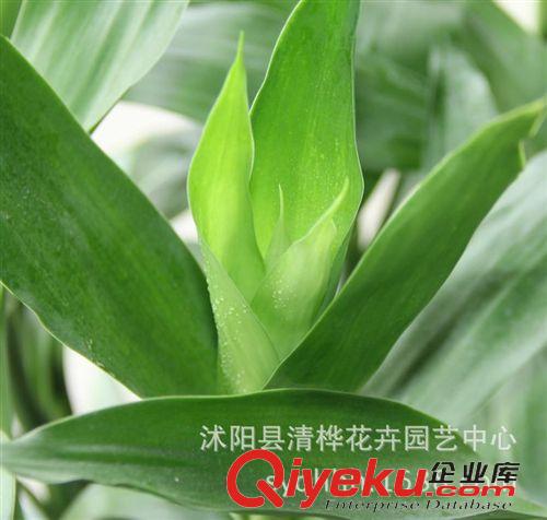 干花 水培植物 大葉富貴竹 轉(zhuǎn)運(yùn)竹 開運(yùn)竹 凈化空氣 好養(yǎng) 彎竹 直竹
