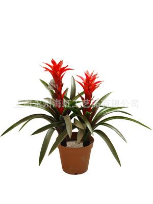盆栽、小植物類 仿真鳳梨花落地盆栽植物客廳綠植裝飾批發(fā) 70CM仿真鴻運當頭花原始圖片2