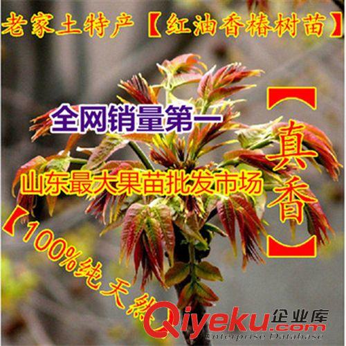 爆款果樹 批發(fā)香椿苗 可食用 盆栽花苗  耐活 量大優(yōu)惠