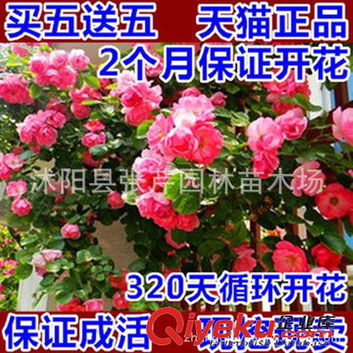 綠化苗木爆款 多花爬藤薔薇花苗 四季開花盆栽觀花植物