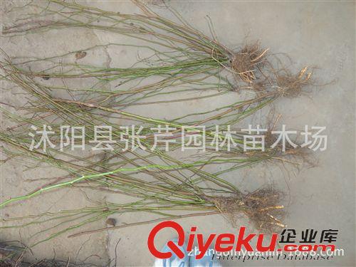 綠化苗木爆款 多花爬藤薔薇花苗 四季開花盆栽觀花植物