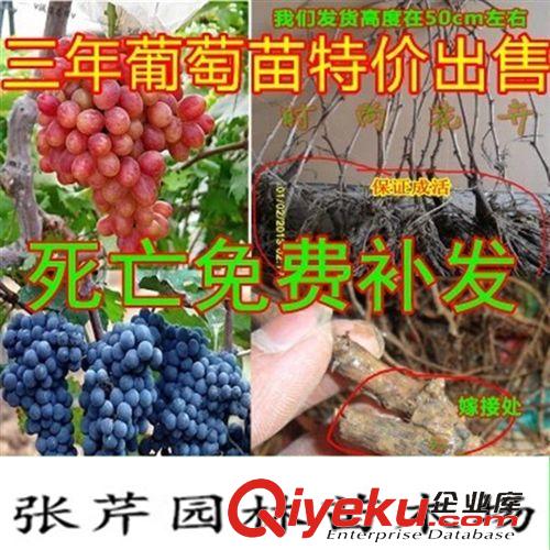 果樹熱賣 地栽盆栽果樹苗 mh桃樹苗當(dāng)泥猴桃 紅肉彌猴桃小苗批發(fā)