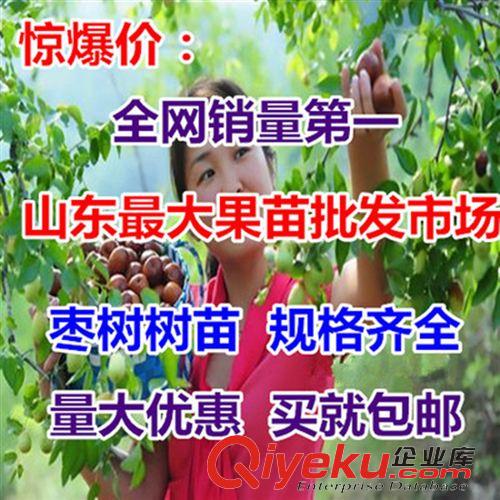 果樹熱賣 批發(fā)果樹苗 棗樹苗 嫁接苗 冬棗