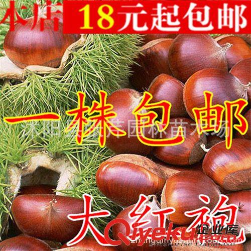 果樹熱賣 大紅袍板栗樹苗果味香甜口感