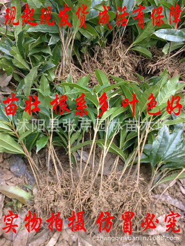 綠化苗木 桂花小苗 庭院盆栽花卉 金桂 四季桂 桂花樹苗