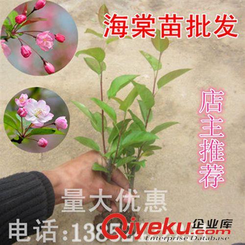 绿化苗木 西府海棠树苗 小苗 垂丝海棠树苗 贴梗海棠花观花植物 可庭院种植