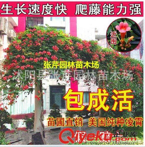 園藝用品 批發(fā)廠家直銷塑料花盆雙色花盆園藝花盆 摔不壞花盆批發(fā)化合盆栽