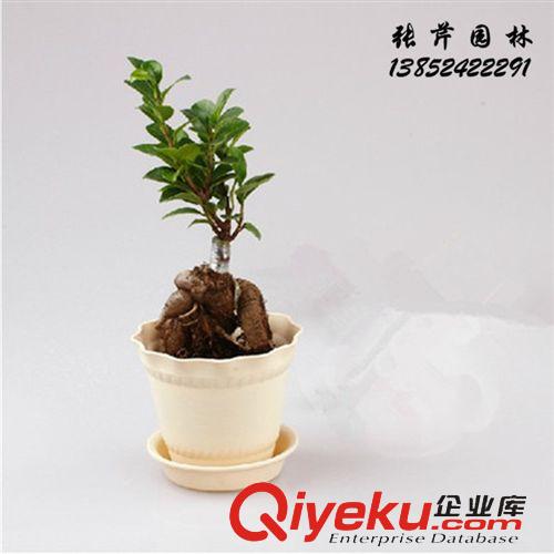 盆栽專區(qū) 辦公室桌面創(chuàng)意綠植盆栽 常綠植物 小榕樹 帶盆栽好 陽臺花卉盆景