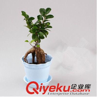 盆栽專區(qū) 辦公室桌面創(chuàng)意綠植盆栽 常綠植物 小榕樹 帶盆栽好 陽臺花卉盆景