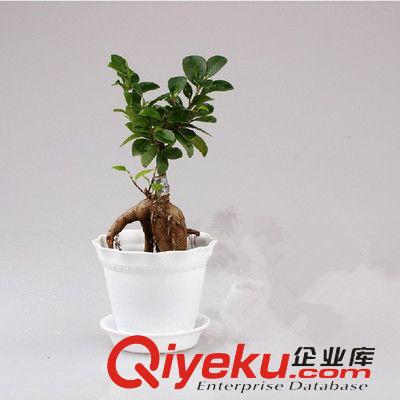 盆栽專區(qū) 辦公室桌面創(chuàng)意綠植盆栽 常綠植物 小榕樹 帶盆栽好 陽臺花卉盆景