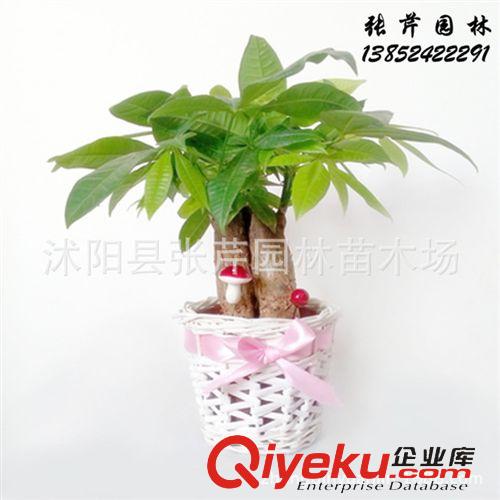 盆栽專區 產地直銷觀葉花卉常春藤 批發花葉常春藤 青葉常春藤