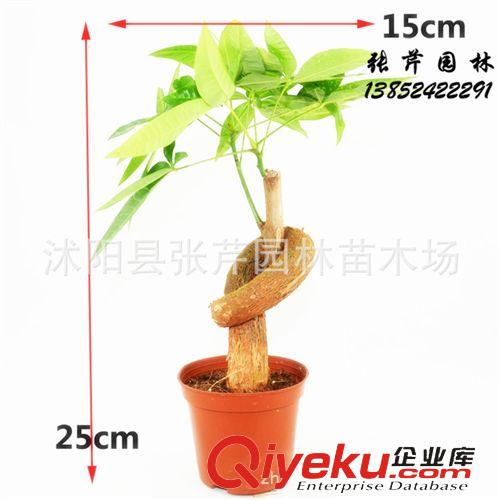 盆栽專區(qū) 發(fā)財(cái)樹盆栽 室內(nèi)辦公桌面擺設(shè) 水培 種財(cái)?shù)秘?cái)原始圖片2