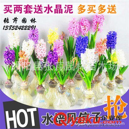 種球?qū)^(qū) 批發(fā) 荷蘭進(jìn)口 風(fēng)信子種球 水培植物 室內(nèi)盆栽植物