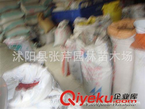 種子專區 批發直銷 優質漆樹種子 當年采摘 發芽率高原始圖片2