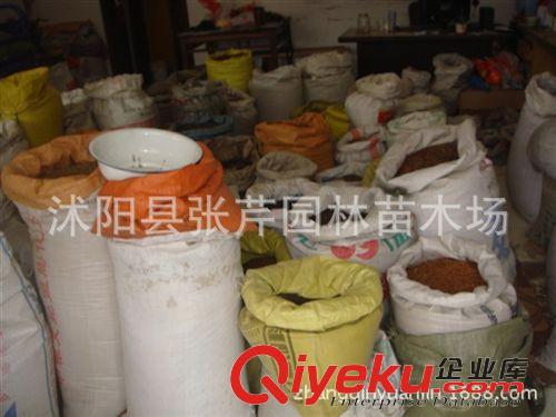 種子專區 批發直銷 優質漆樹種子 當年采摘 發芽率高原始圖片3