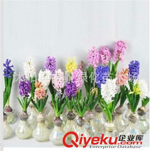 花卉迷你盆栽(球根植物) 荷蘭進(jìn)口風(fēng)信子種球 球根花卉 水培土培風(fēng)信子種球套餐 當(dāng)年開花原始圖片3