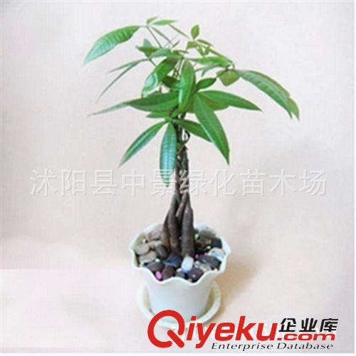 花卉迷你盆栽(球根植物) 批發(fā) 小盆栽 小發(fā)財樹 盆景 植物 四季常青 象征財源滾滾