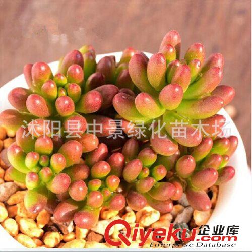 花卉迷你盆栽(球根植物) 大量批發 仙人多肉植物虹之玉 防輻射 室內花卉桌面 盆栽迷你植物原始圖片2