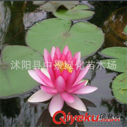 水生植物 供應睡蓮水生植物 又稱子午蓮、粉色睡蓮、野生睡蓮、矮睡蓮原始圖片2