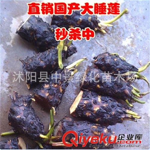水生植物 供應睡蓮水生植物 又稱子午蓮、粉色睡蓮、野生睡蓮、矮睡蓮原始圖片3