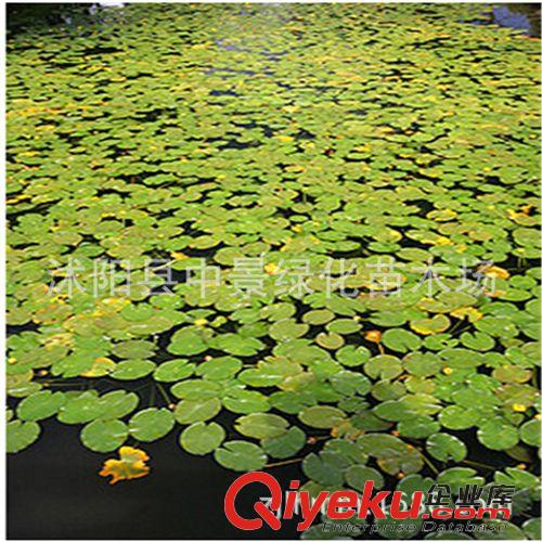 水生植物 供應(yīng)水生植物 萍蓬草，萍蓬草價(jià)格，萍蓬草批發(fā)，沭陽萍蓬草原始圖片2