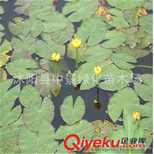 水生植物 供應(yīng)水生植物 萍蓬草，萍蓬草價(jià)格，萍蓬草批發(fā)，沭陽萍蓬草原始圖片3