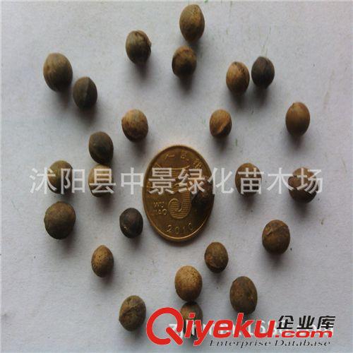 苗木種子 批發(fā)香樟種子新采香樟樹種子 保證發(fā)芽率 顆粒飽滿發(fā)芽好香樟種子原始圖片2