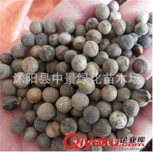 苗木種子 批發(fā)香樟種子新采香樟樹種子 保證發(fā)芽率 顆粒飽滿發(fā)芽好香樟種子原始圖片3