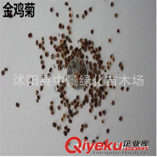 苗木種子 進口馬尼拉草坪種子 早熟禾草坪種子 耐寒耐旱好種子