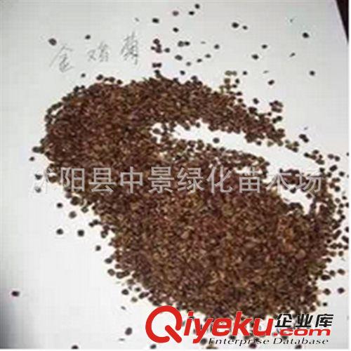 苗木種子 出售新采收草花種子 金雞菊種子 金錢菊花種 孔雀菊籽種原始圖片2