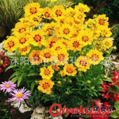 苗木種子 出售新采收草花種子 金雞菊種子 金錢菊花種 孔雀菊籽種原始圖片3